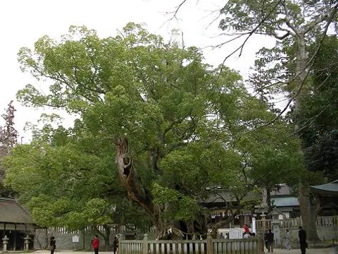 Camphor Laurel