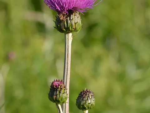 Verschiedenblättrige Kratzdistel (Cirsium heterophyllum)