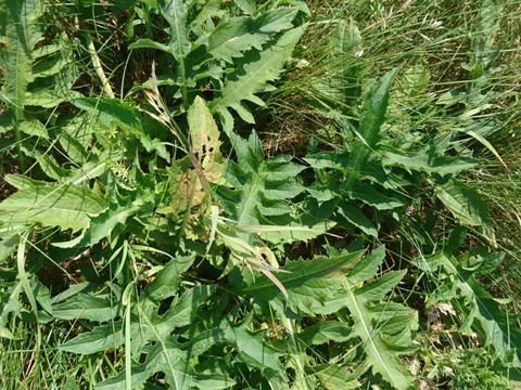 Kohldistel (Cirsium oleraceum)
