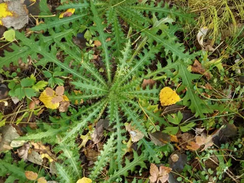 Sumpf-Kratzdistel (Cirsium palustre)