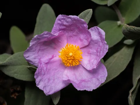 White-leaved Rock Rose