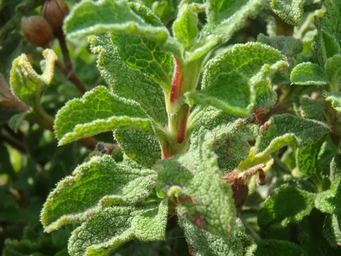 Kretische Zistrose