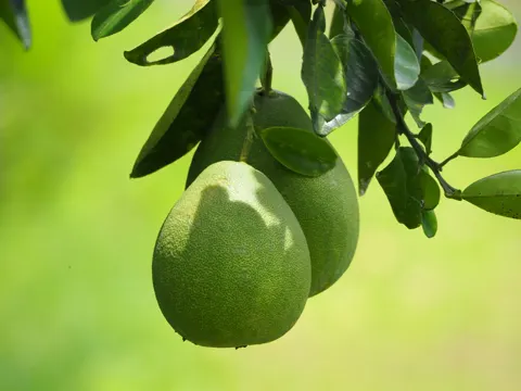 Pumelo
