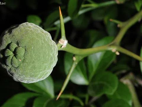Bitterorange (Citrus trifoliata)
