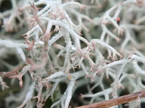 Zarte Rentierflechte (Cladonia ciliata)