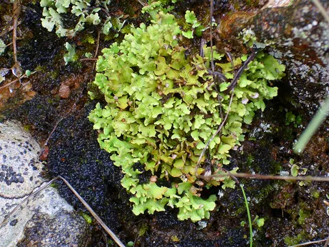 Blattflechte (Cladonia foliacea)
