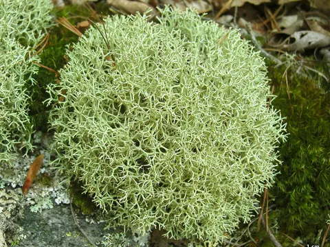 Isländisches Moos (Cladonia uncialis)