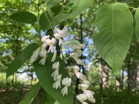 Kentucky-Gelbholz (Cladrastis kentukea)