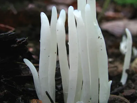 Wurmförmige Büschelkeule (Clavaria fragilis)