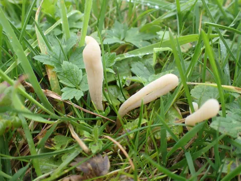 Fadenstieliges Herztaschchen (Clavaria tenuipes)