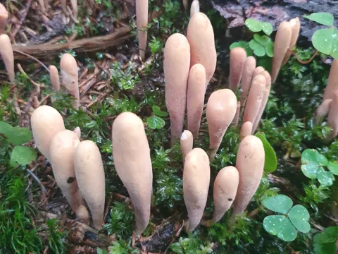 Zungen-Herkuleskeule (Clavariadelphus ligula)