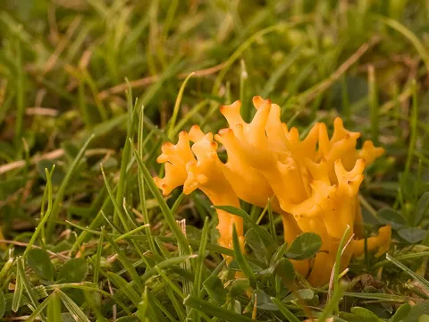 Geweihförmige Wiesenkoralle (Clavulinopsis corniculata)