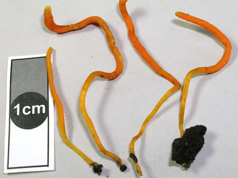 Schönleuchtende Wiesenkeule (Clavulinopsis laeticolor)