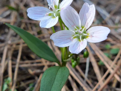 Spring Beauty