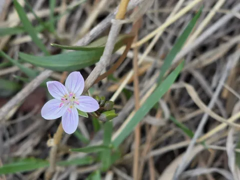 Claytonia rosea