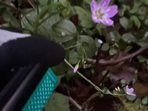 Siberian Springbeauty