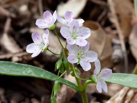 Spring Beauty