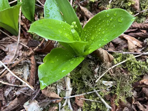 Yellow Clintonia