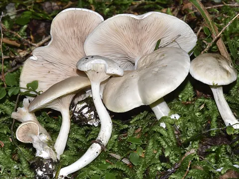 Fleischrosa Helmling (Clitopilus prunulus)
