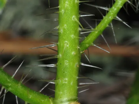 Brennende Wolfsmilch (Cnidoscolus stimulosus)