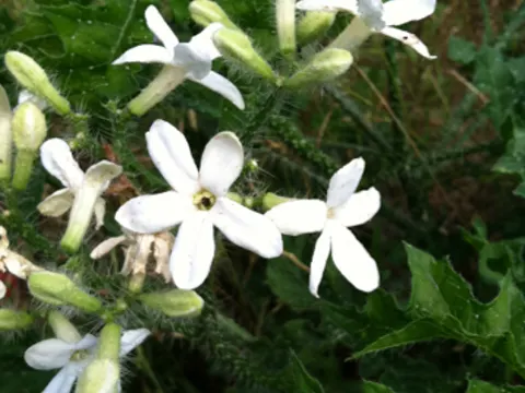 Texas Bull Nettle
