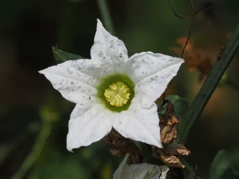Efeu-Kürbis