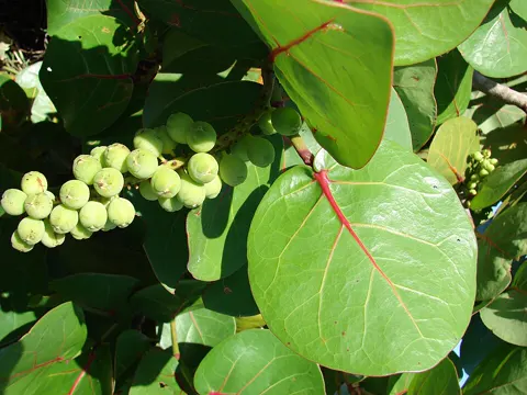 Sea Grape