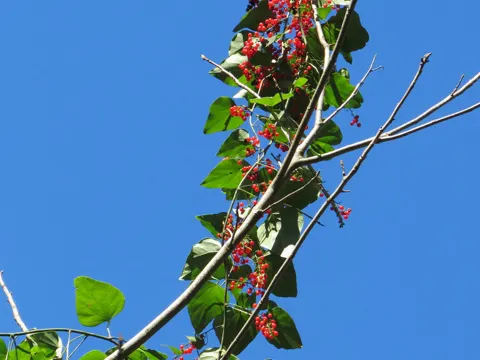 Karolina-Mondsame (Cocculus carolinus)