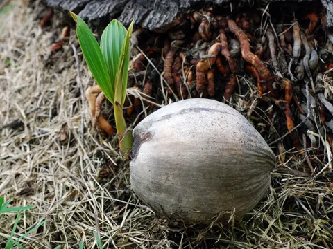 Kokosnuss (Cocos nucifera)