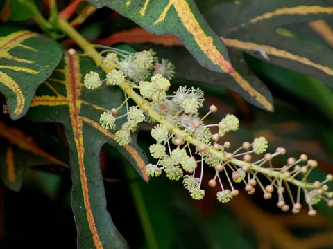 Croton