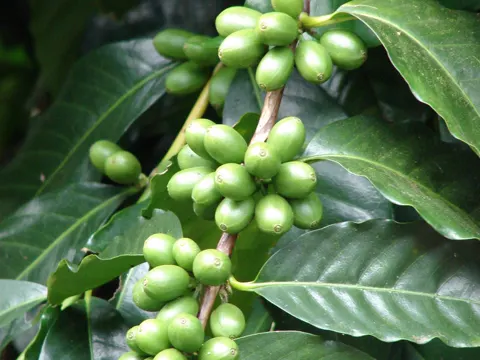 Arabica-Kaffee (Coffea arabica)