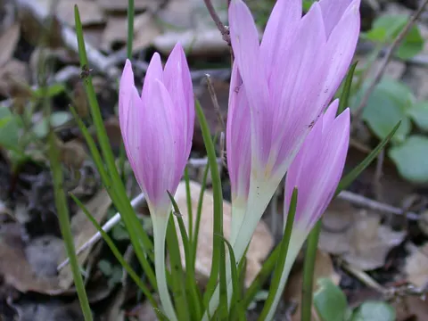 Colchicum