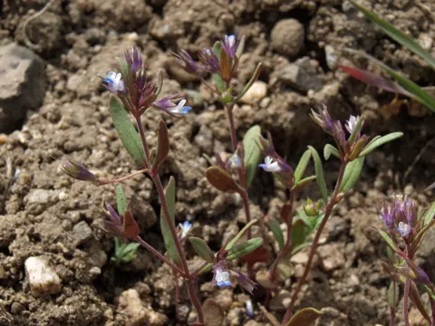 Collinsia parviflora (Collinsia parviflora)