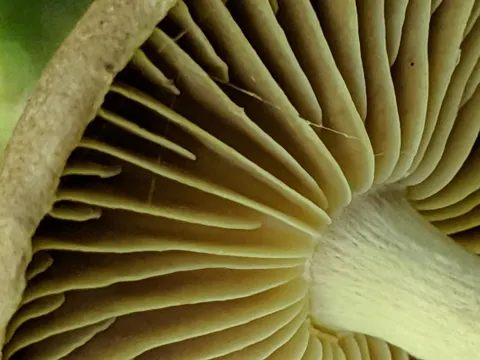 Brennender Rübling (Collybiopsis peronata)