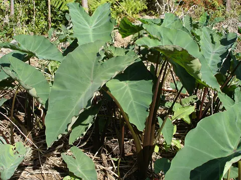 Taro (Colocasia esculenta)