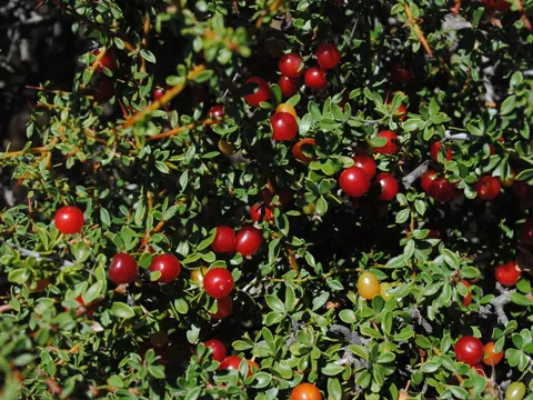 Condalia microphylla