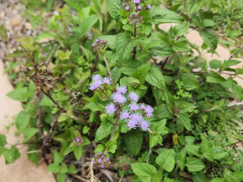 Mistflower