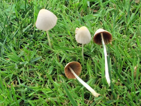Blasser Gabeling (Conocybe apala)