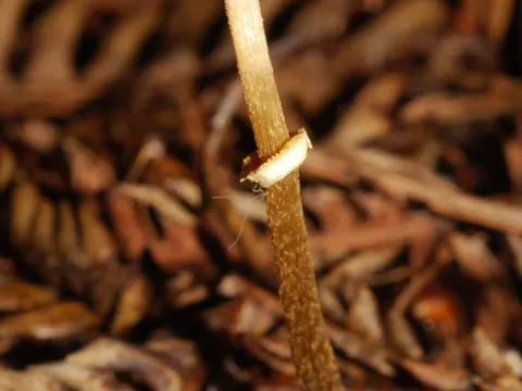 Conocybe rugosa (Conocybe rugosa)