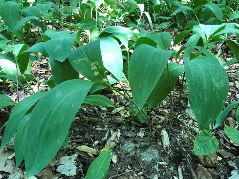 Maiglöckchen (Convallaria majalis)