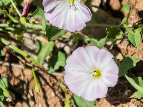 Acker-Winde (Convolvulus arvensis)