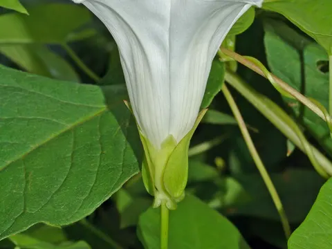 Zaunwinde (Convolvulus sepium)