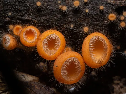 Cookeina tricholoma