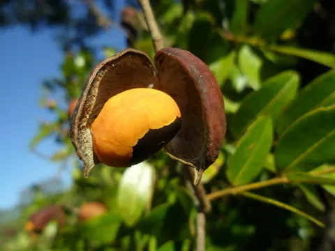 Copaifera langsdorffii