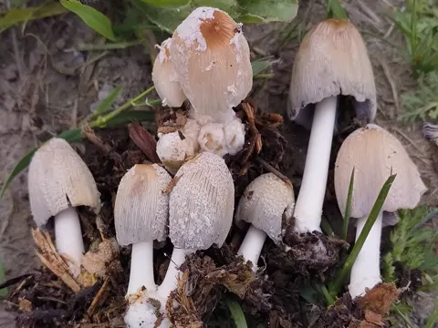 Gemeiner Tintenfischpilz