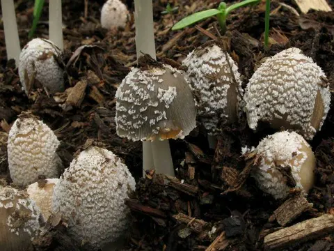 Flockiger Tintling (Coprinellus flocculosus)