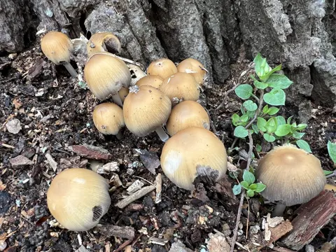 Trunk Inkcap