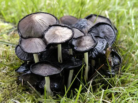 Faltiger Tintling (Coprinopsis atramentaria)