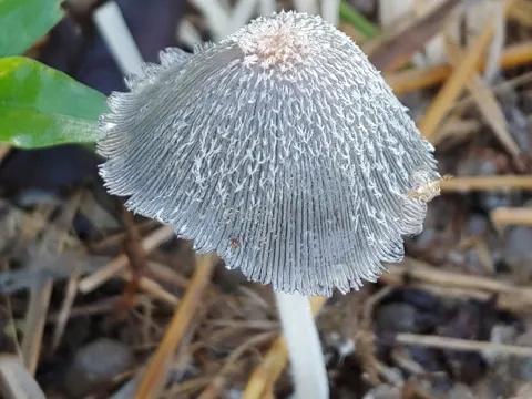 Struppiger Tintling (Coprinopsis cinerea)