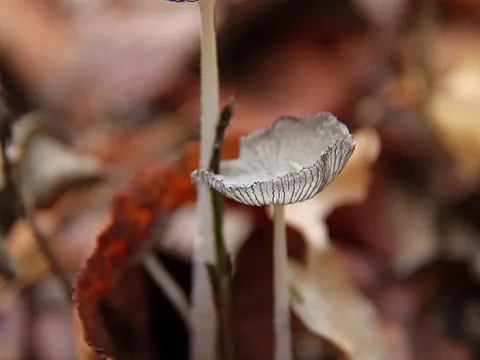 Hasenpfote (Coprinopsis lagopus)